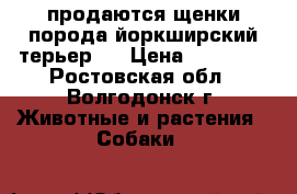 продаются щенки порода йоркширский терьер . › Цена ­ 25 000 - Ростовская обл., Волгодонск г. Животные и растения » Собаки   